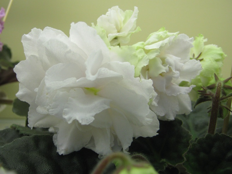 Данилина РМ-Шопен.JPG