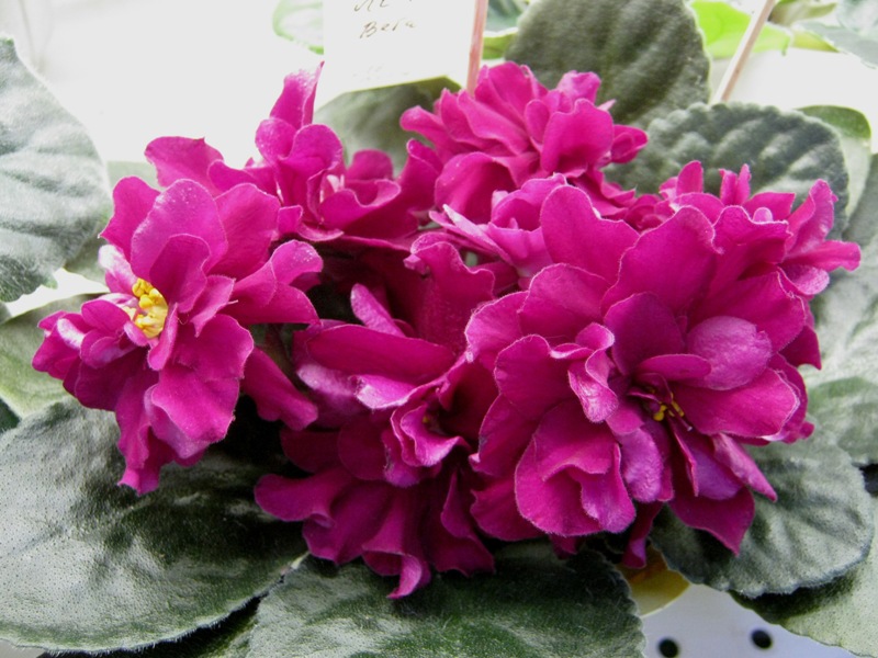 Плессер ЛЕ-Вега.JPG
