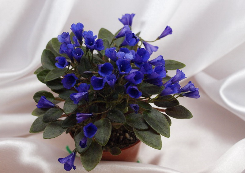 Vallarta Campanas Moradas.jpg