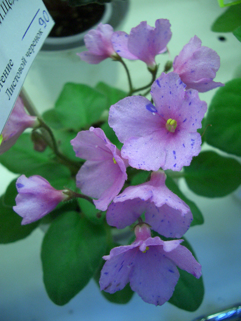 CIMG0209.JPG