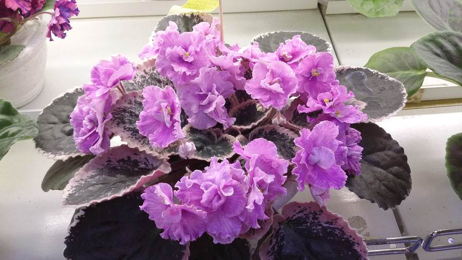 Buckeye Rose Rouce Данилиной.jpg