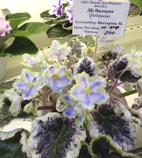 ЛЕ-Валерия Маргариты Нестеровой.jpg