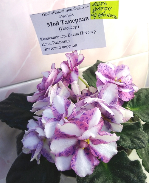 Мой Тамерлан Елены Плессер.jpg