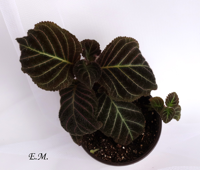 пирсия-hypocyrtiflora.jpg