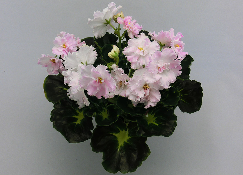 ЛФ-Улыбка-Ангела.jpg