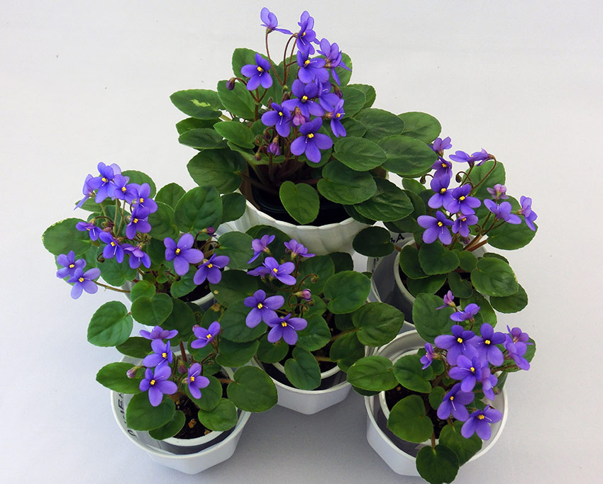 Pixie-Blue.jpg