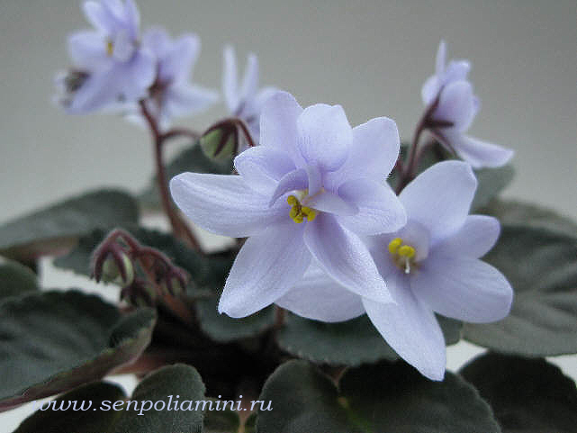 Allegro-Chicory-Charm.jpg