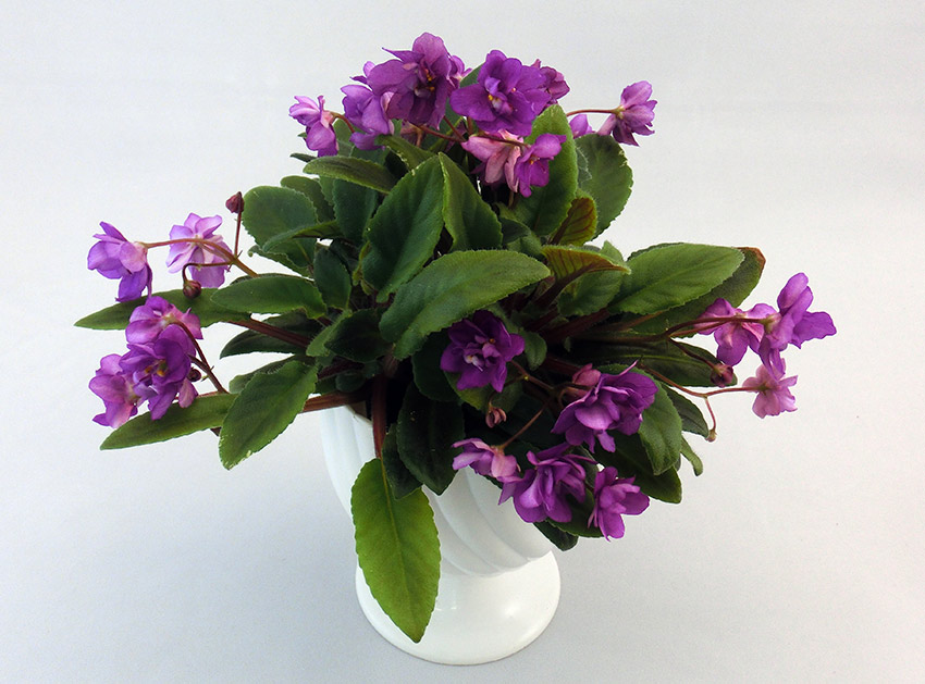 Senk's-Azalea-Trail.jpg