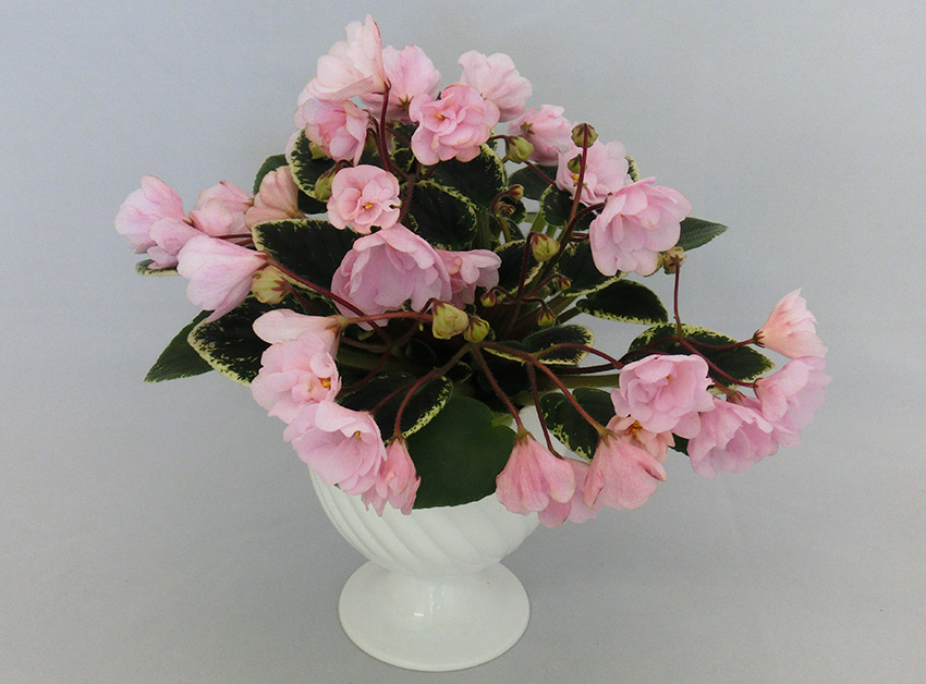 ЛЕ-Ванильное-Небо.jpg