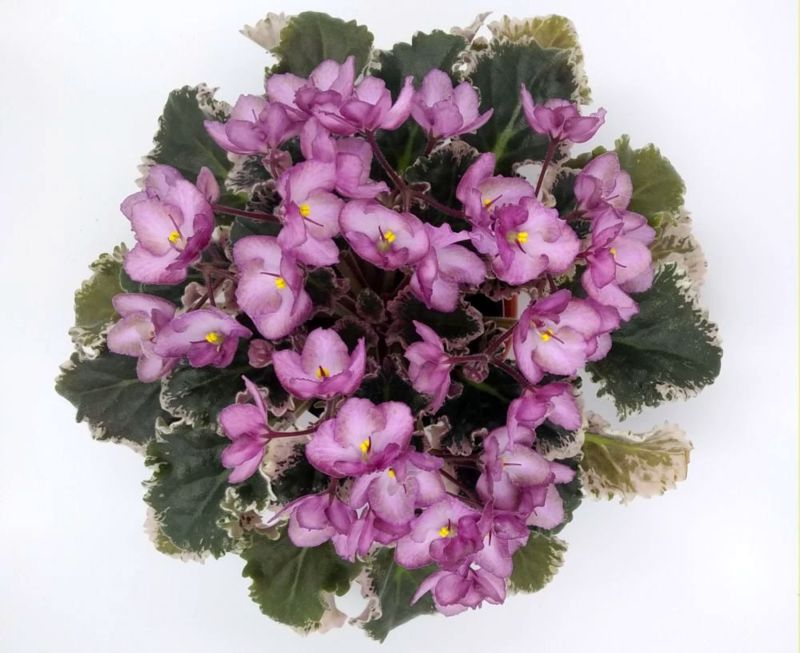 Wild Irish Rose.jpg
