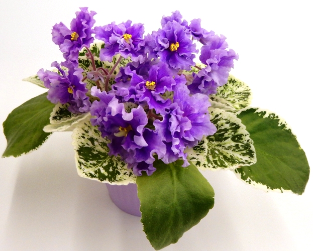 ЛЕ-Грезы Султана.jpg