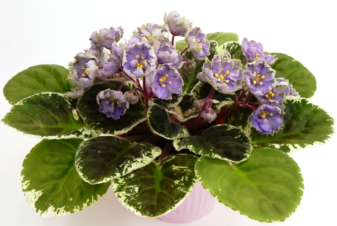 ЛЕ-Лена.jpg