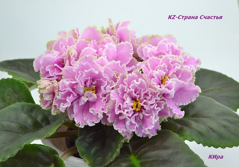 KZ-Страна Счастья.JPG