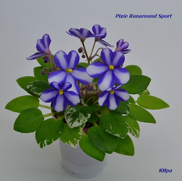 Pixie Runaround Sport.JPG