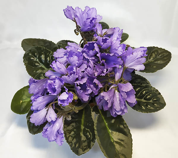 Senk`s Big Bells