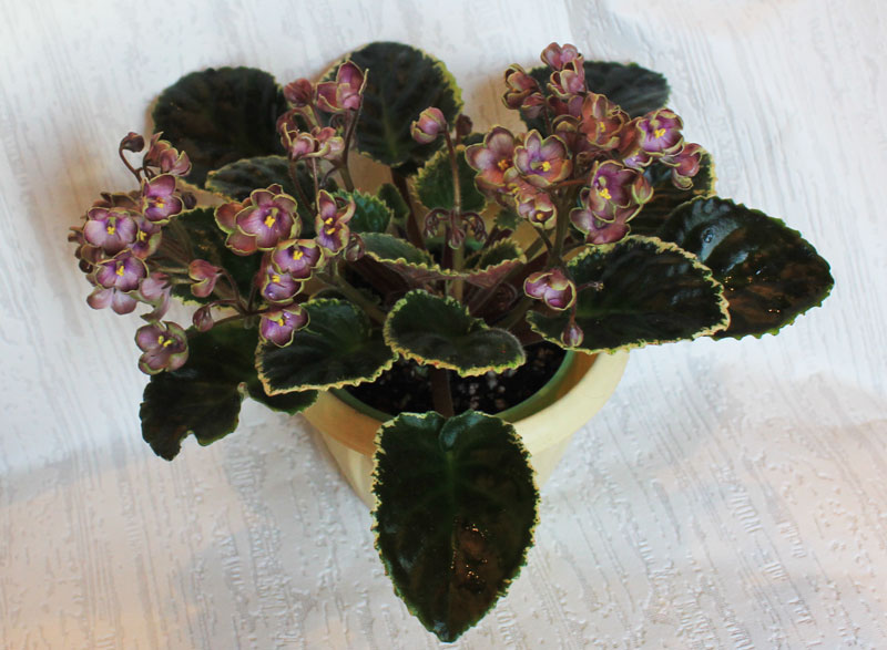 K's-Tipsy-Spitzer.jpg