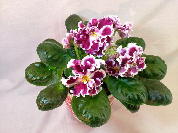 ПТ-Катерина.jpg