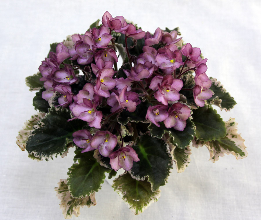 3 место – Wild Irish Rose (S. Sorano), кол. Г. Чегодаева
