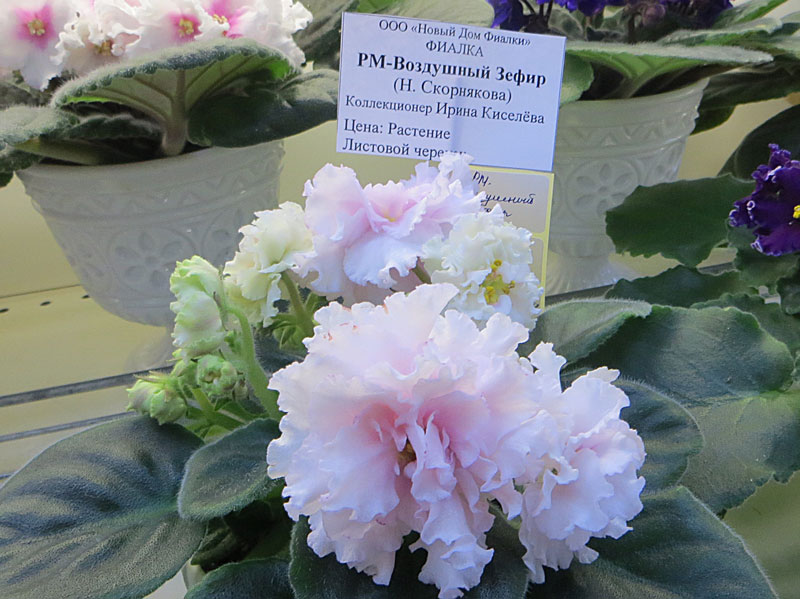 130.jpg