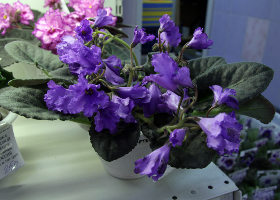 Senk's Big Bells