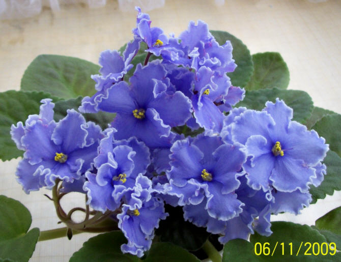 Image-0157.jpg