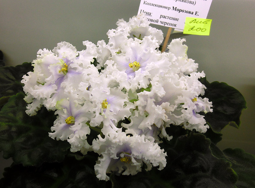 Морозова-РМ-Снежная-Красавица.jpg