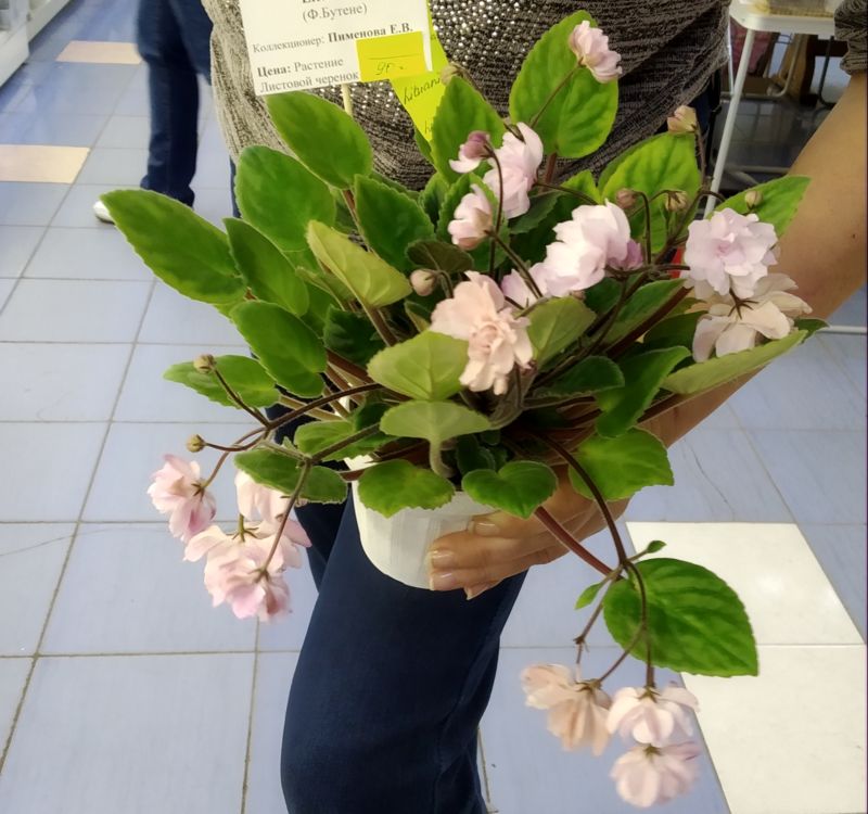Lituanika Пименовой Е..jpg