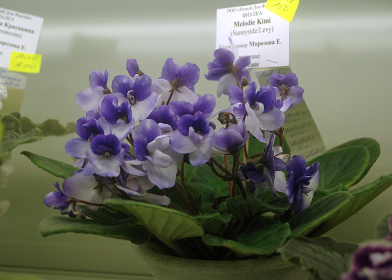 Melodie-Kimi-Морозова.jpg