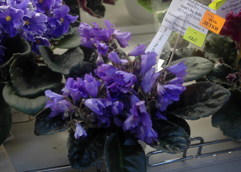 Senk’s-Big-Bells-Патянина.jpg