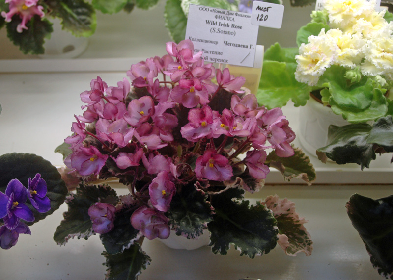 Wild-Irish-Rose-Чегодаева.jpg