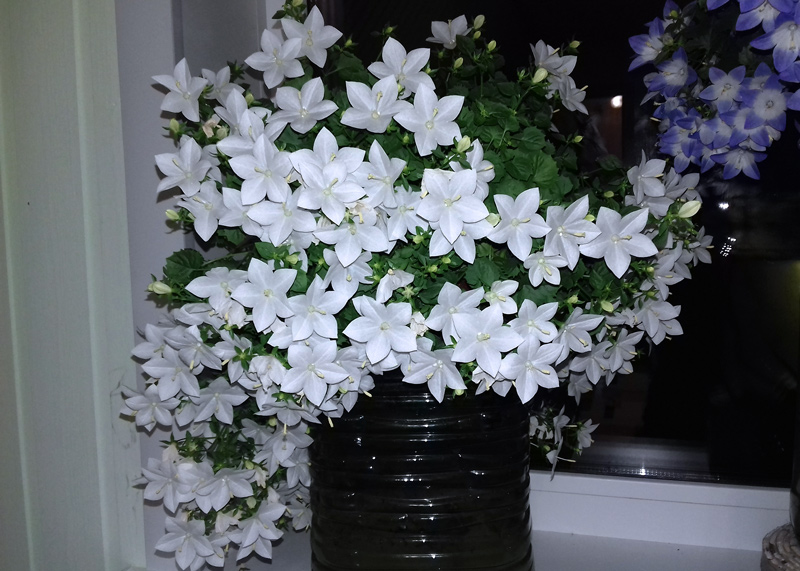 Campanula-isophylla-'Alba'.jpg
