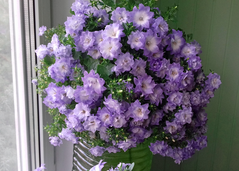 Campanula-isophylla-Dublin-.jpg