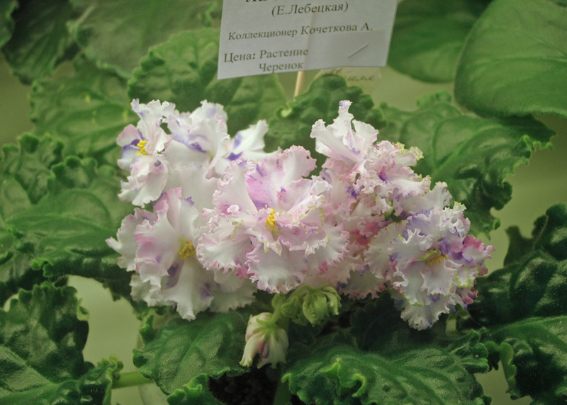 ЛЕ-Зимняя-Сказка-Кочеткова.jpg