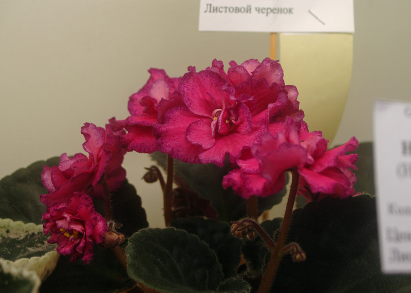 ЛФ-Малиновый-Сон-Киселева.jpg