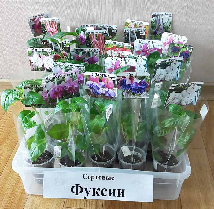 фуксии.jpg