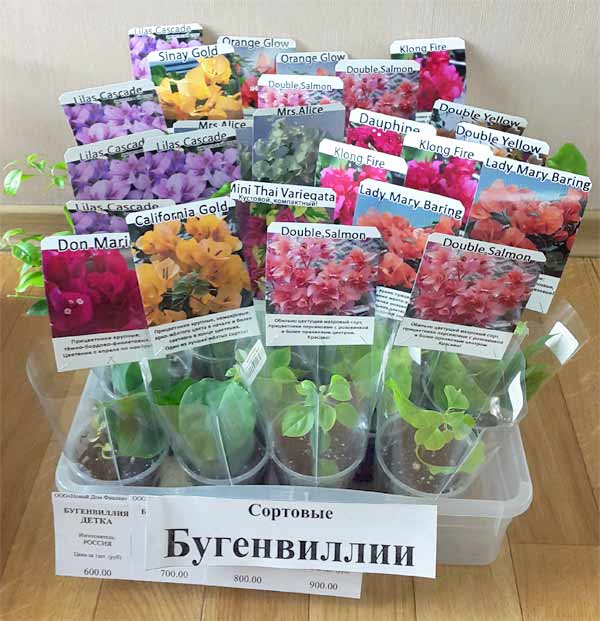 бугенвиллии.jpg