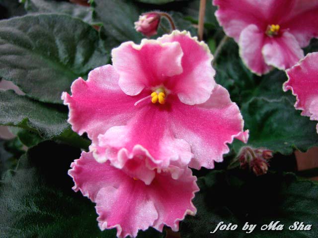 Image00005.jpg