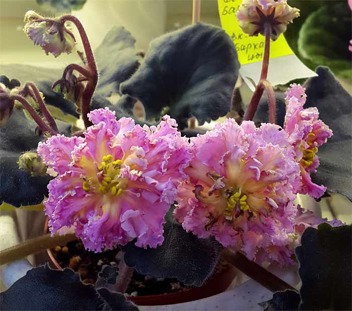 ЕК-Бархатцы_КочетковаА..jpg