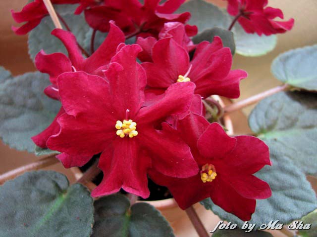 Image00004.jpg