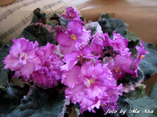 Image00003.jpg
