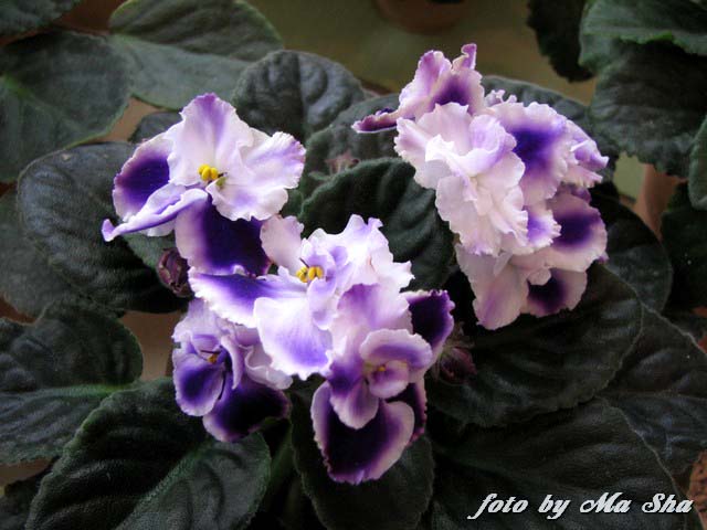 Image00007.jpg