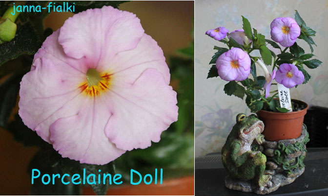Porcelaine-Doll_sum.jpg