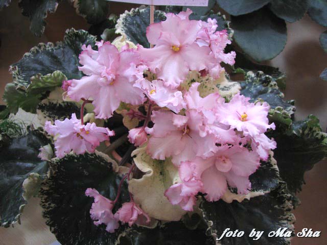 Image00008.jpg