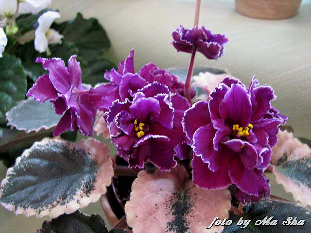 Image00013.jpg
