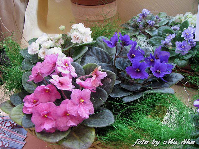 Image00010.jpg