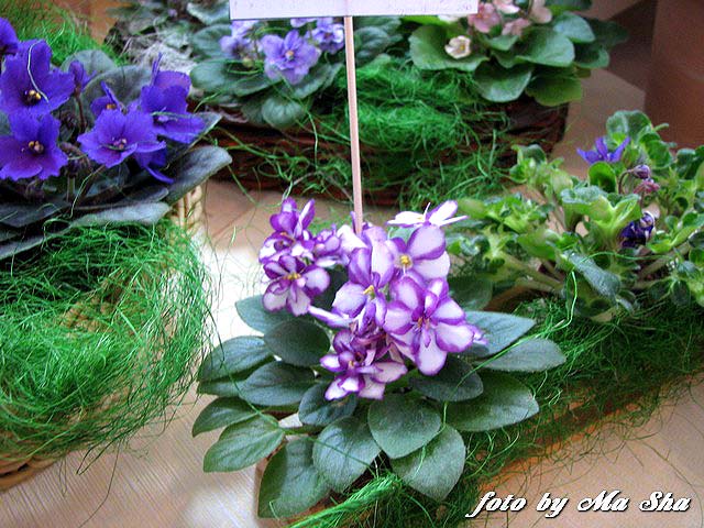 Image00009.jpg