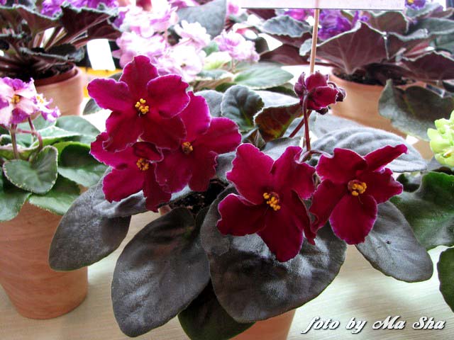 Image00012.jpg