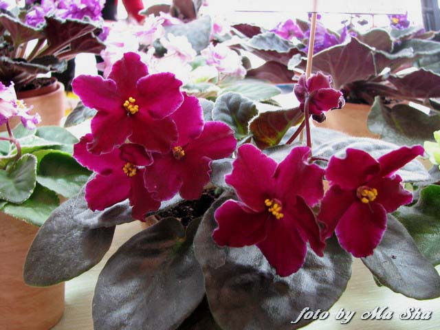 Image00011.jpg