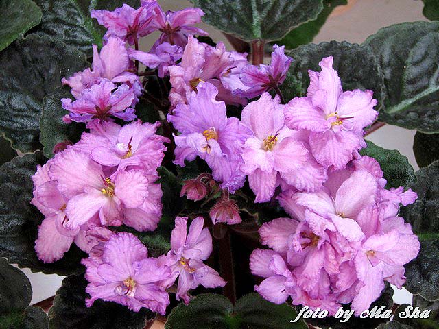 Image00027.jpg
