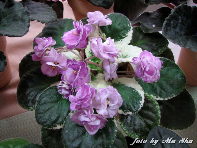Image00016.jpg